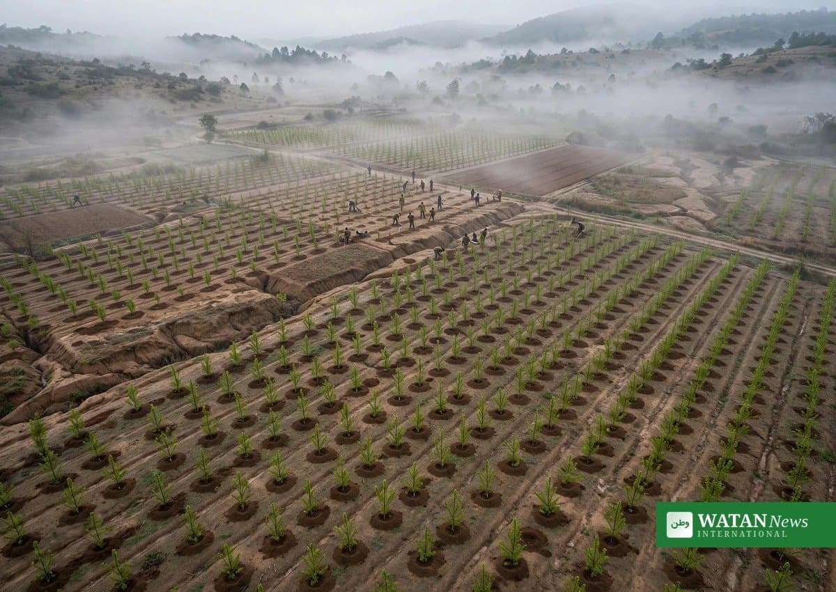 Plantation