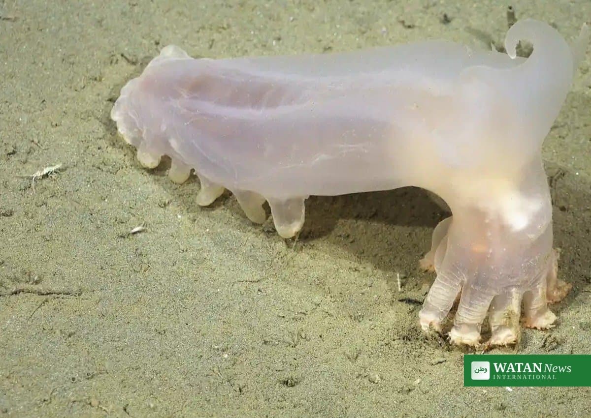 Loki and 57 Strangers: The Deep-Sea Canyon That Keeps Giving Up New Life