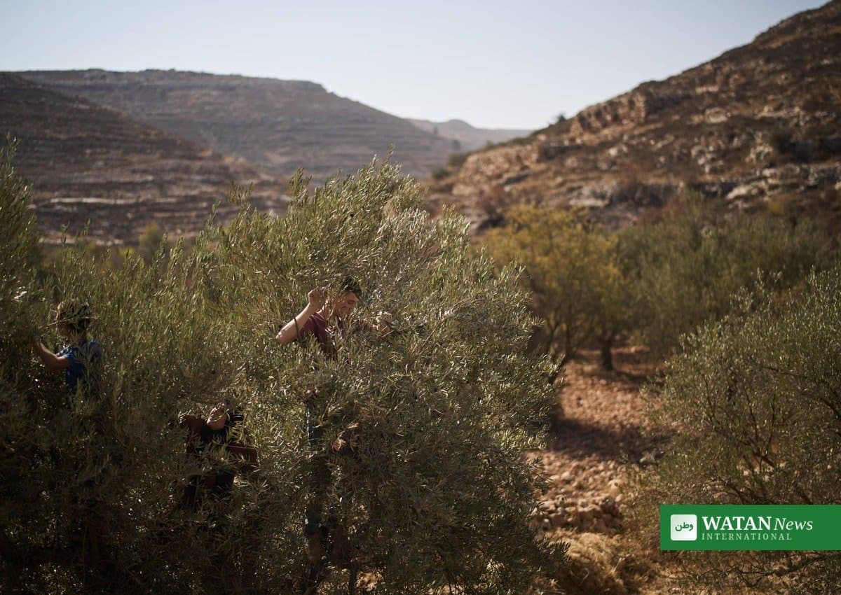 Israeli Settlers Attack European Diplomats Near Taybeh in West Bank
