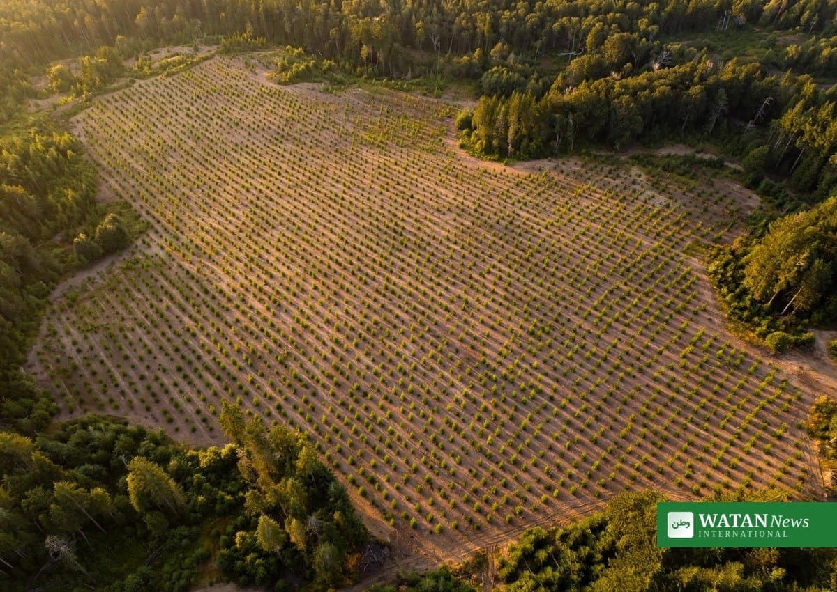 Plantation