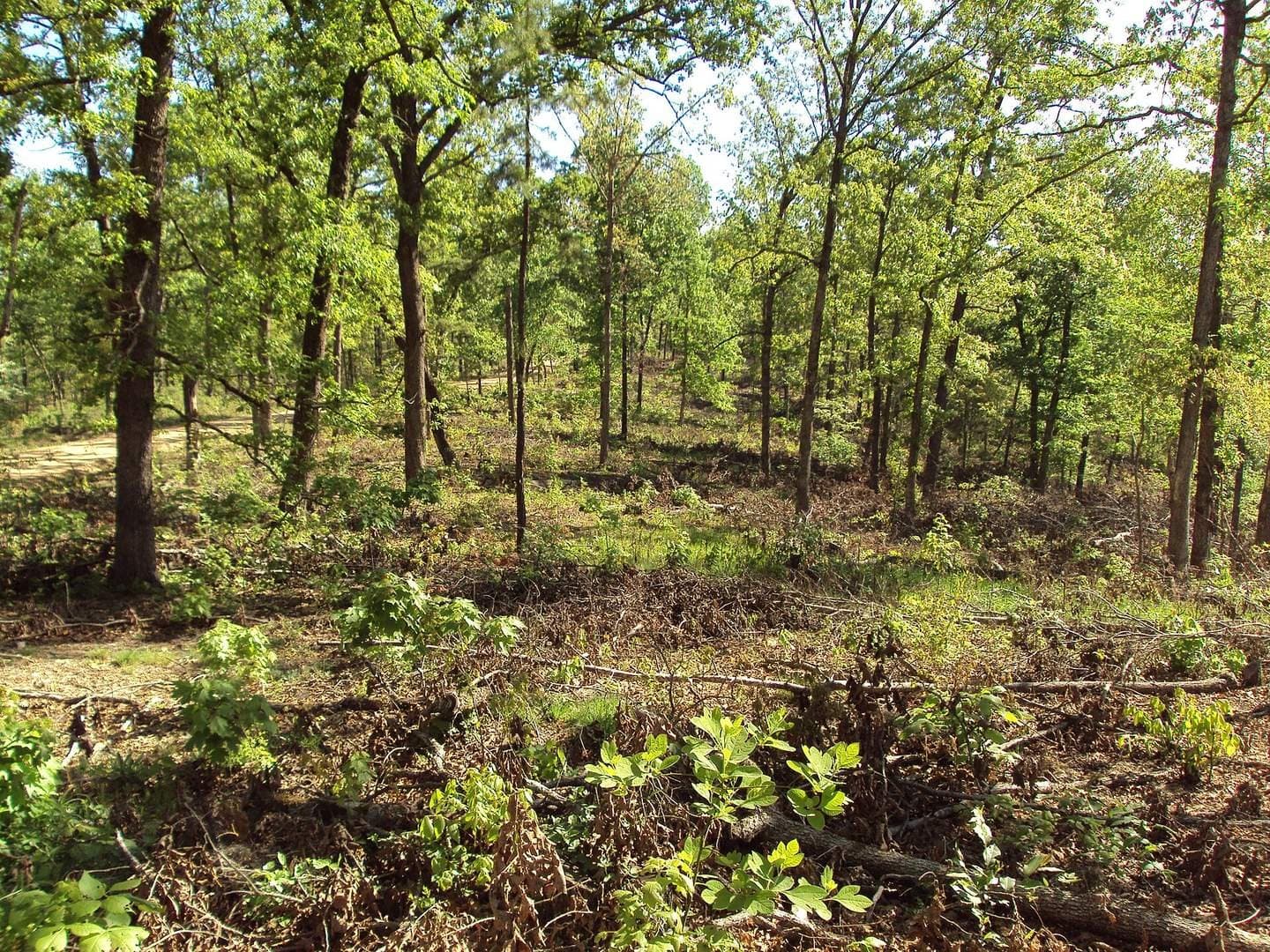UN restoration goal: at least 1 billion hectares, and three ways in